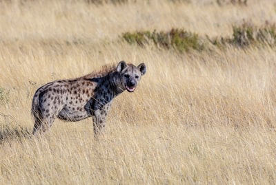 选择聚焦摄影的鬣狗布朗站在草地上白天
